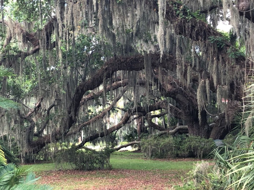 Oak trees dripping Spanish Moss