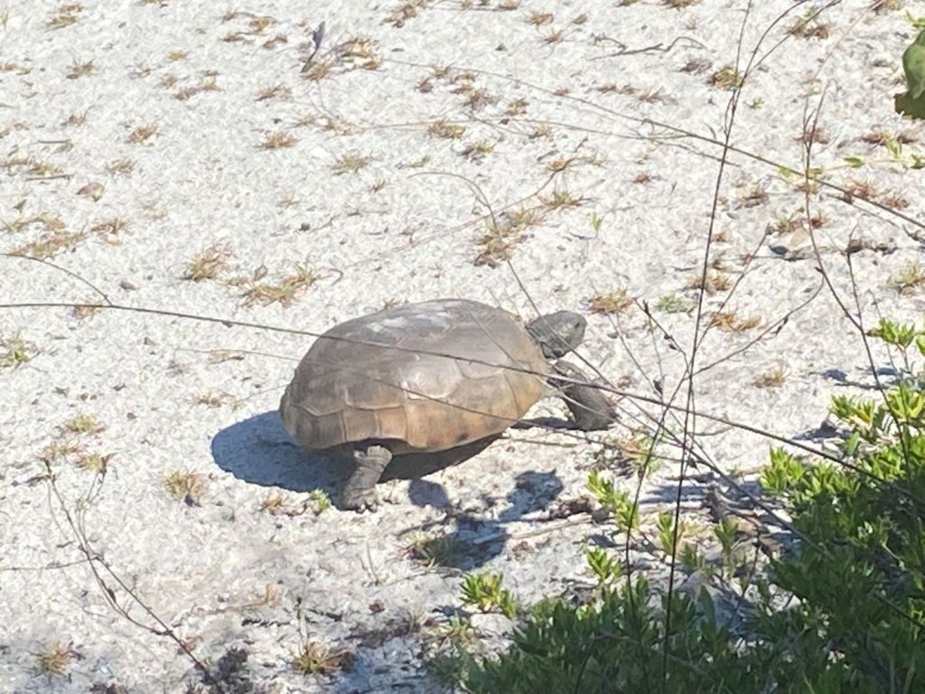 Egmont Key tortoise